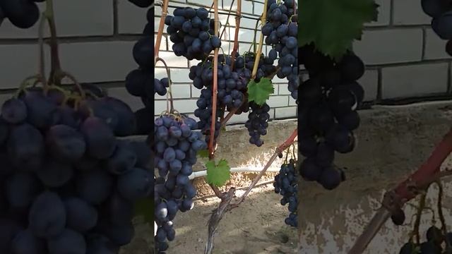 Виноград Чёрный Хрусталь на 27.08.2018 г. смотреть онлайн