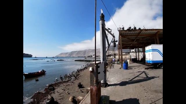 Котики в порту Икике смотреть онлайн