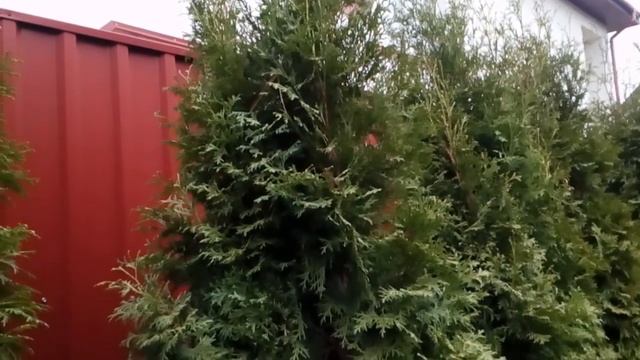 Как я ухаживаю за своими туями. Ноябрь 2019. #мойсад #уходзатуями. смотреть онлайн