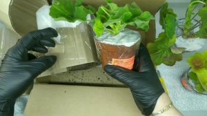 Посылка пеларгонии от канала  Пеларгония и Ко.