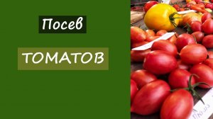 Начинаем посев томатов