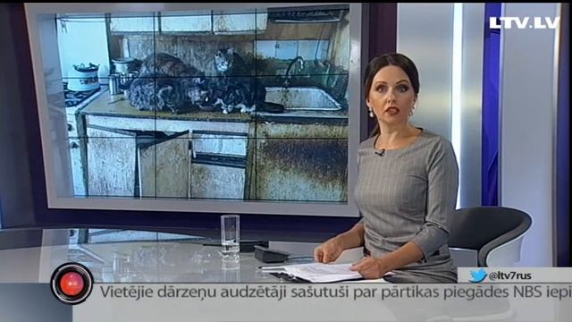 Полиция накрыла «кошкин дом» смотреть онлайн