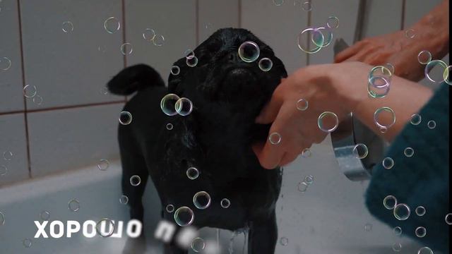 Натуральный шампунь для собак Woofik смотреть онлайн