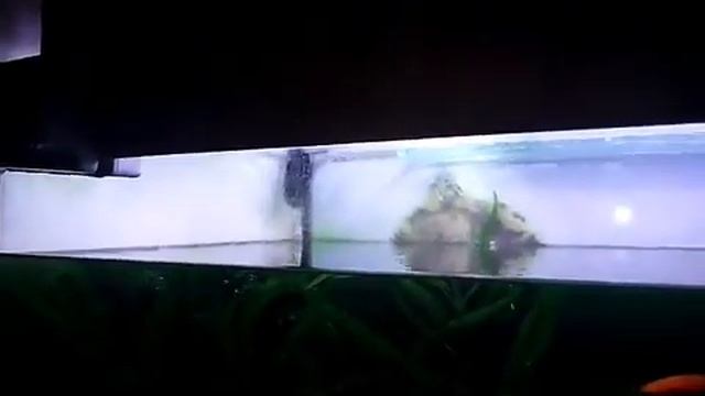 Кратко о чистке аквариума смотреть онлайн