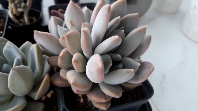 Пахиверии и пахифитумы