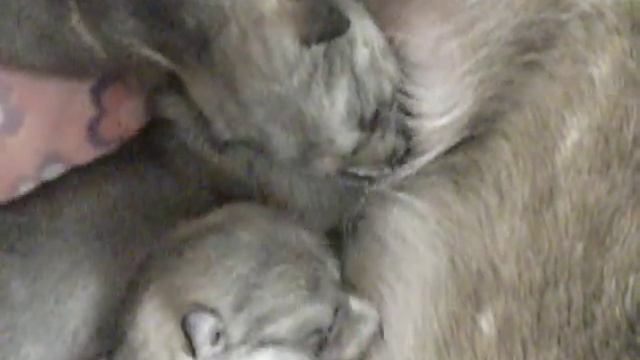 маленькие лайки 2 смотреть онлайн