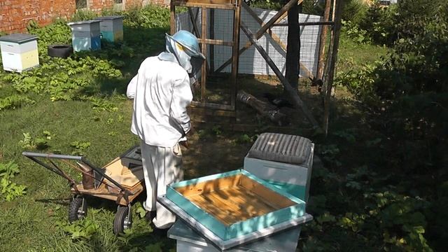 Ворон и пчёлы рядом смотреть онлайн