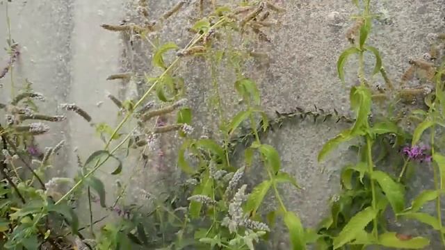 Съедобные растения. Мята длиннолистная / Mentha longifolia смотреть онлайн