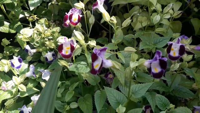 Torenia യുടെ വിശേഷങ്ങൾ 😀 смотреть онлайн