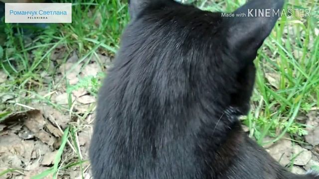 Пошли на даче за водой и встретили кота. Загладили его, обласкали и он сказал нам: "Пока-пока!" ?? смотреть онлайн