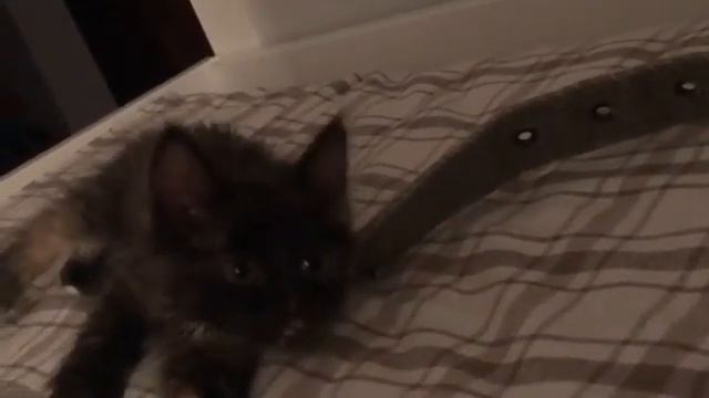 Котёнок породы Рагамаффин смотреть онлайн