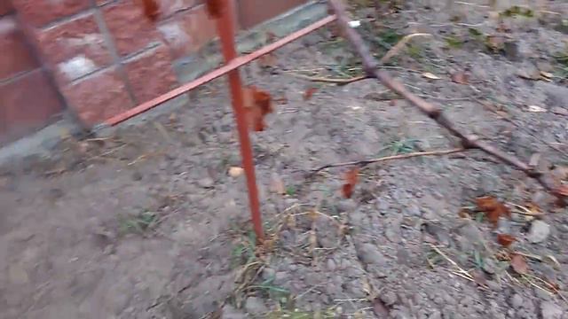 Виноградный. Осеннее распускание почек. смотреть онлайн