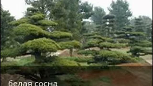 Вечнозеленые хвойные растения, семена из Китая. смотреть онлайн