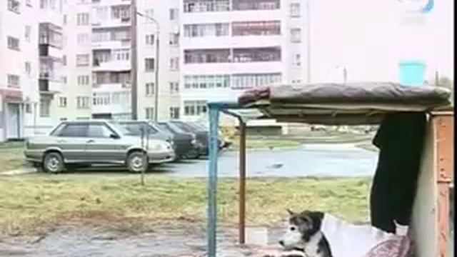 Хатико в России смотреть онлайн