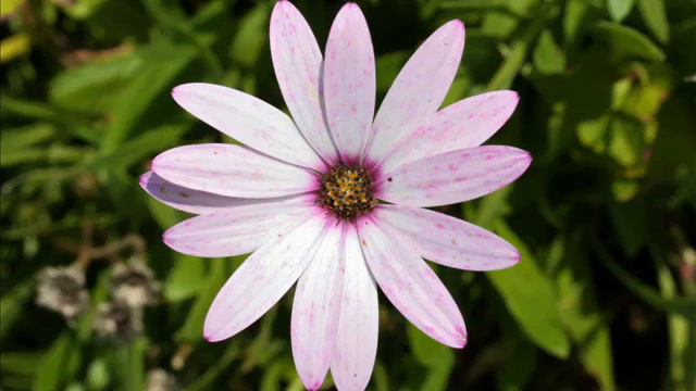 Wildflower - Ryan Farish смотреть онлайн