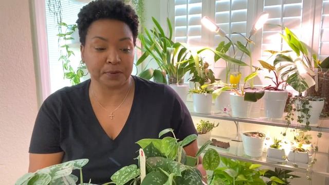 Scindapsus Pictus Exotica Silver Ann Argyraeus Compare, Identify And Care Tips Silver Pothos