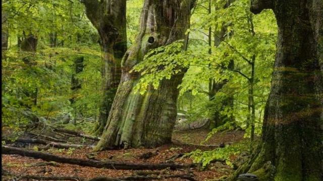 COLLEGIUM CANTICUM DRESDEN ~ Der 23 Psalm, Der Herr ist mein Hirt ~ BERNHARD KLEIN ~ Ltg. R.Grösche смотреть онлайн