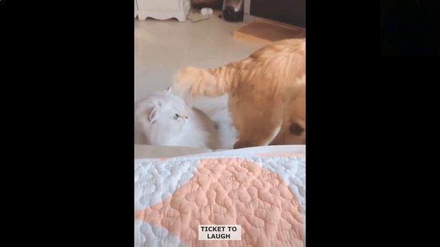 🐱🐶Смешные животные! Сборник №56🎬 Смешные коты, собаки и другие питомцы. Попробуй не захохотать!😹 смотреть онлайн