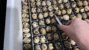 Закладка перепелиных яиц в инкубатор Несушка-63