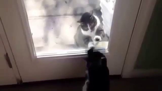 Смешные животные  Funny Animals #6