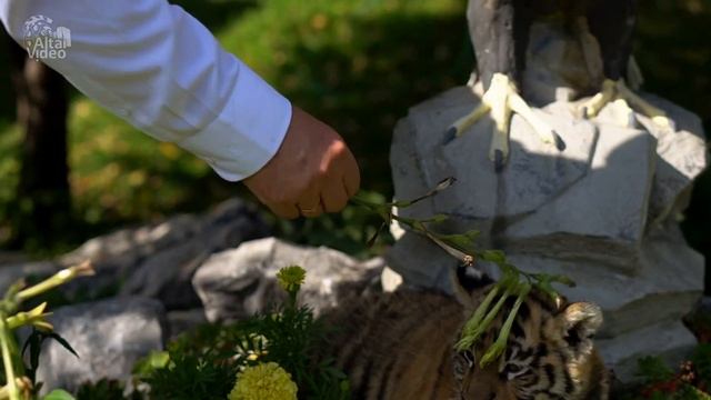 Тигрята в Барнаульском Зоопарке