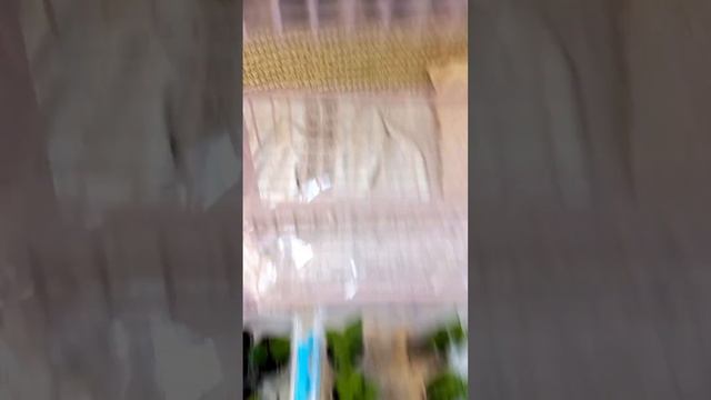 Черенки гортензии и петуньи через месяц. смотреть онлайн