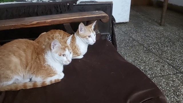 Guest kittens sitting waiting waiting for doggy смотреть онлайн