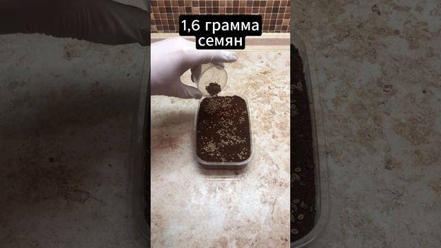 Как сажать укроп на беби-лист