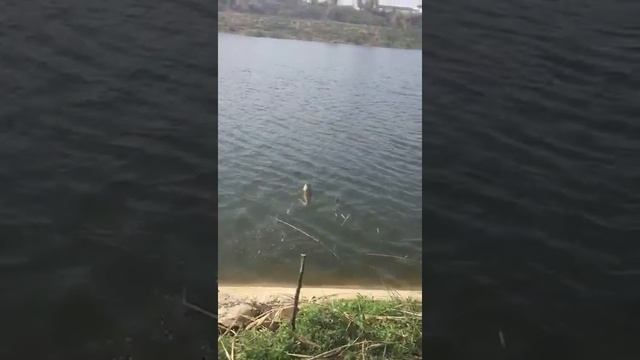 Рыбалка в Армавире смотреть онлайн