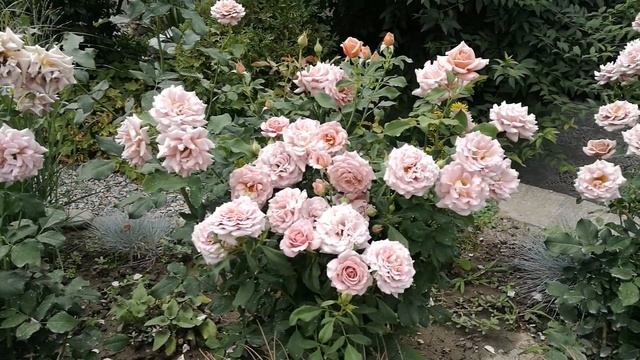 13.07.2020. Флорибунда Коко локо и немного про обработку роз. смотреть онлайн