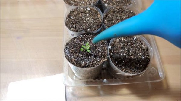 Алиссум. Выращивание от посева до цветения.