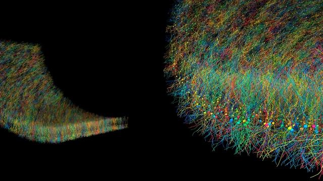 Large-scale pyramidal cell growth simulation using BioDynaMo смотреть онлайн