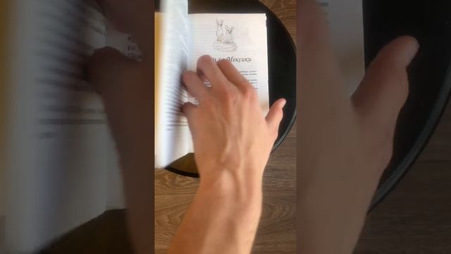 Чихуахуа - Dog-Профи