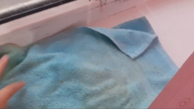 Хвоя в рационе аопвгая |Как давать хвою? смотреть онлайн