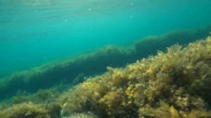 подводная охота на лобана! черное море!