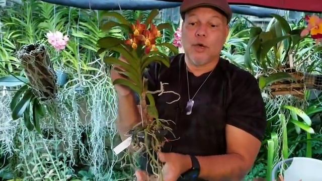 Boot Camp 29: ¿Cuál es el mejor soporte para el Sustrato en Nuestras Orquideas? смотреть онлайн