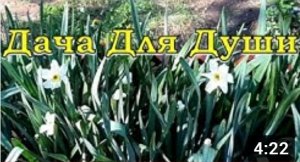 НАРЦИССЫ отцвели...что делать дальше????