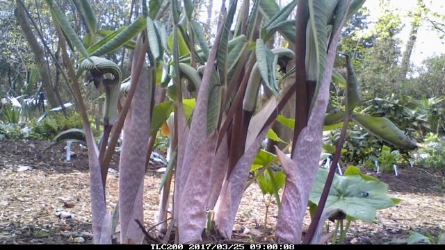 Arisaema ringens Leaf and Inflorescence Emergence Timelapse смотреть онлайн