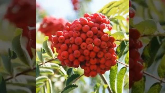 тонкая рябина (кавер). смотреть онлайн