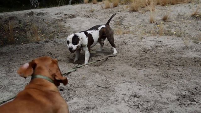 Амстафф и спаниель смотреть онлайн