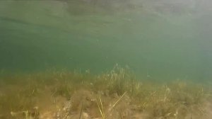 Как ловить креветок