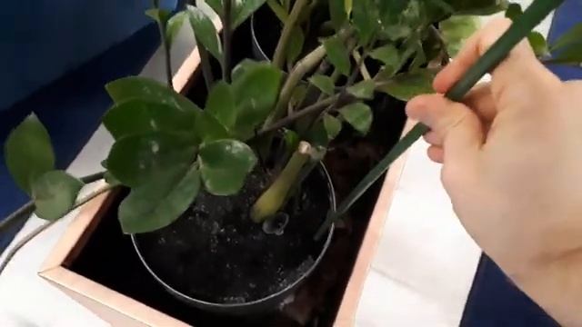 ЛАЙФХАК для ЗАМИОКУЛЬКАСА! Делаю так каждую осень. Как помочь замиокулькасу при холоде. смотреть онлайн