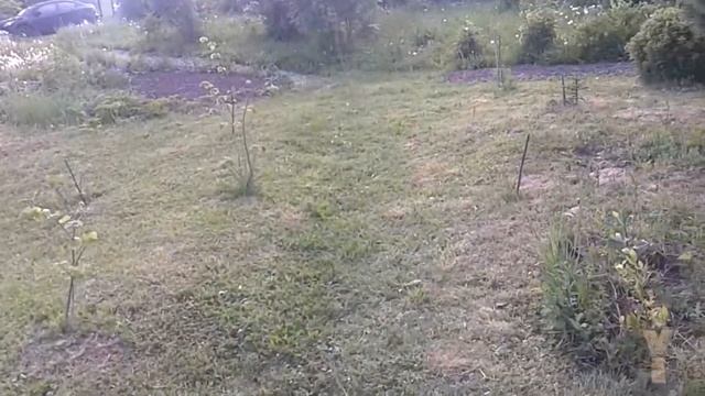 Газоны своими силами. Дача сад огород. смотреть онлайн