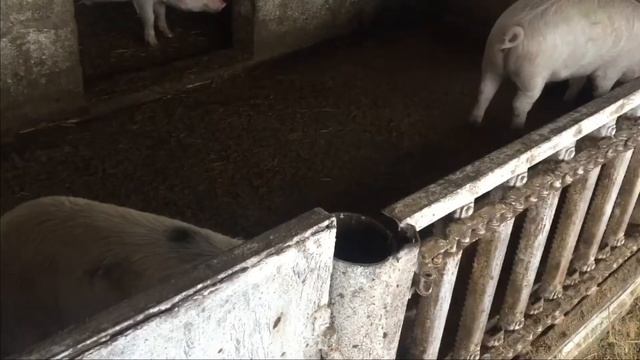 Большая ошибка начинающих свиноводов !! смотреть онлайн