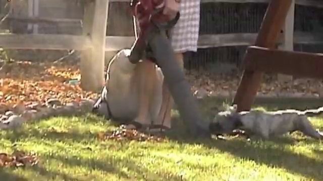 Dog vs Yard Vac смотреть онлайн