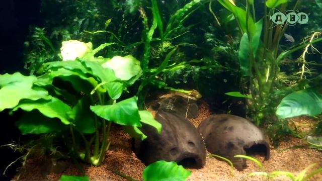 ЗАПУСТИЛИ НОВЫХ РЫБОК И РАСТЕНИЯ В 500 ЛИТРОВЫЙ АКВАРИУМ! смотреть онлайн