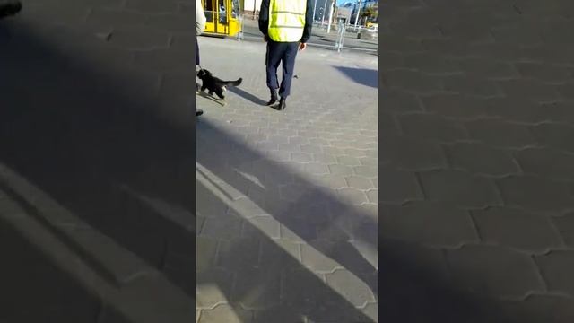 Вечерний променад семейства наедушников-собаководов смотреть онлайн