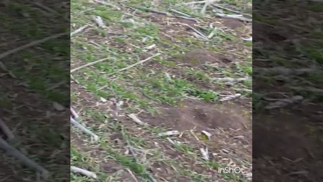 Борьба с мышами с помощью квадрокоптера смотреть онлайн