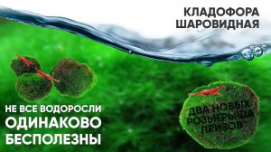 Кладофора шаровидная. Не все водоросли одинаково БЕСполезны