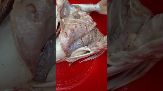Глисты в рыбе морской петух из Глобуса смотреть онлайн